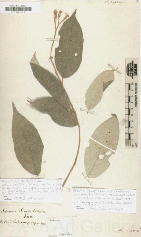 Alexander von Humboldt Solanum citrifolium Norge oil painting art